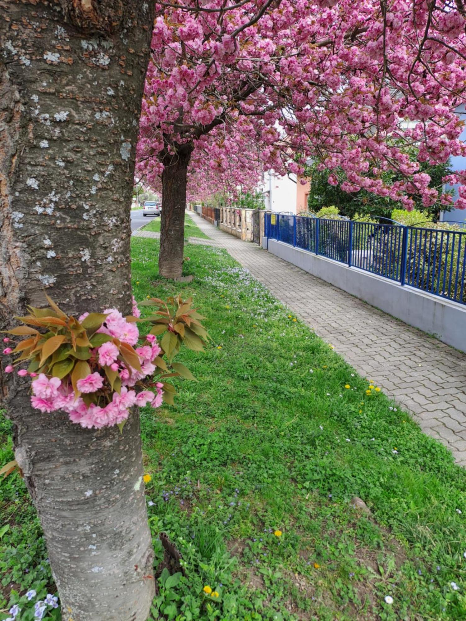 Laguna Apartmanhaz Hévíz Exteriér fotografie